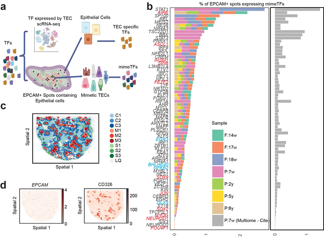 Figure 3. Medullary mimeTF mapping. 